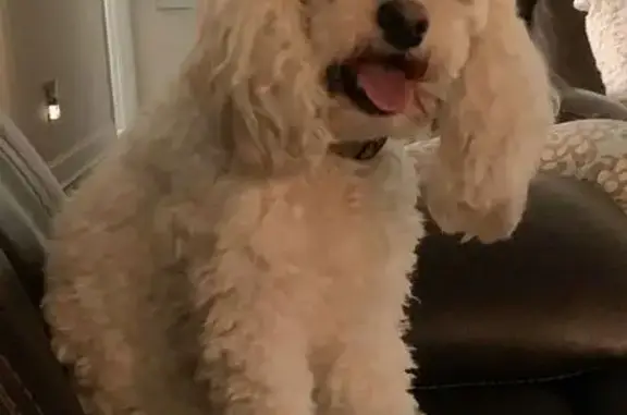 Lost dog, Audubon Point Drive, 601, Brandon - photo