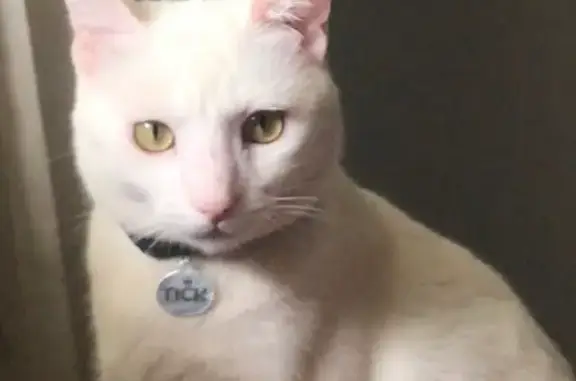 Perdido gato macho, Rua Albert...