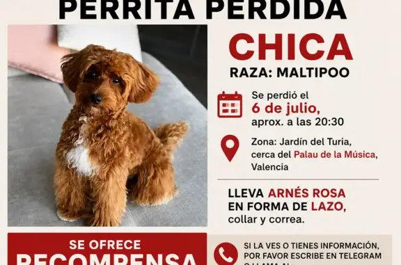 Perdido perro hembra, Avinguda...