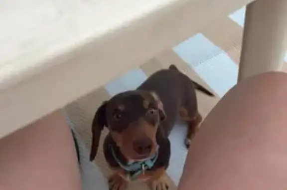 Lost dog, Wills Place, 9, West...