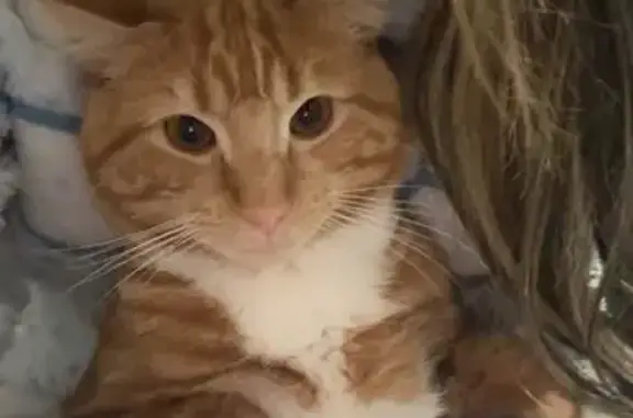 Lost pets Maribyrnong, photo: Lost cat, Moonee Valley, Maribyrnong — 8 months old, no collar