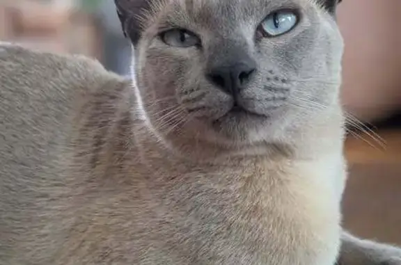 Lost pets Greater Dandenong, photo: Lost cat, City of Kingston, Victoria, Greater Dandenong - male Tonkinese, microchipped, desexed