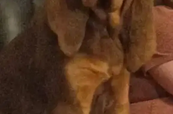 Missing dog Maricopa, photo: Lost dog, West Meadow Green Road, 51929, Maricopa - female Bloodhound with a pink collar