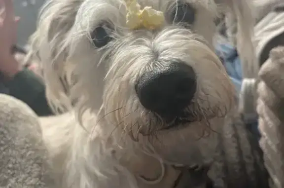 Lost dog, female, Farm to Market Road 2770, 3687, Mountain City — white and tan, timid - photo