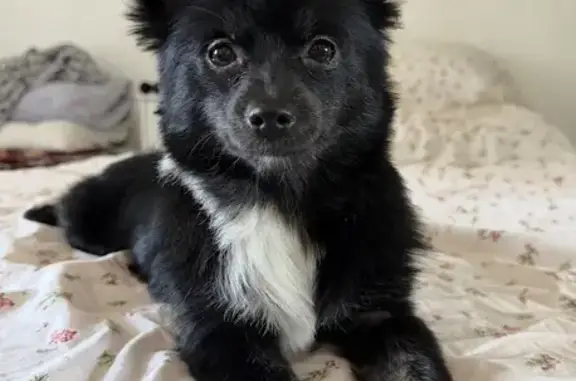 Lost pets Long Beach, photo: Lost dog, Gaviota Avenue, 1008, Long Beach - female, small Pomeranian with a black coat, white chest, and white right leg