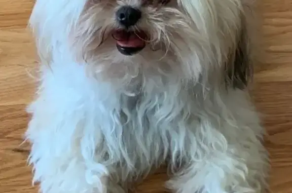 Missing dog Male, Lakewood (usl542064) - photo