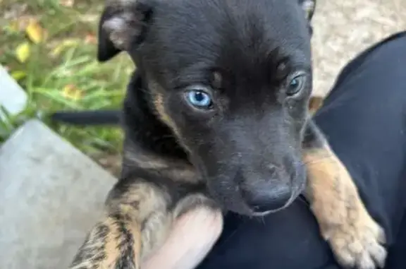 Missing dog Alpharetta, photo: Lost dog, Alpharetta - female German shepherd husky mix, 4 months old