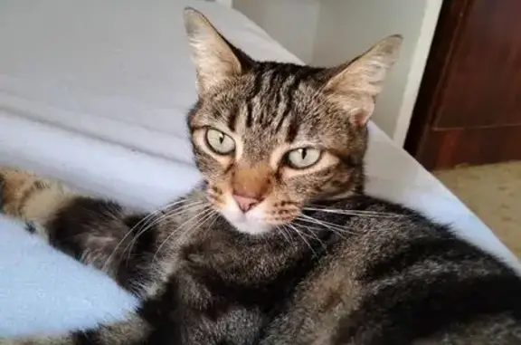 Encontrado gato hembra, Calle...