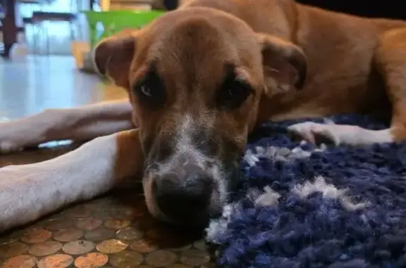 Found pets West Pensacola, photo: Found dog, West Pensacola, Florida - male puppy
