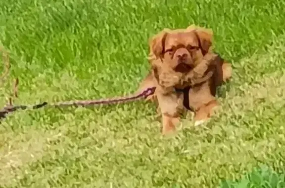 Missing dog Monroe, photo: Lost dog, Freeman Lane, Pennsylvania, Monroe - white and brown, linked on a two-in-one leash
