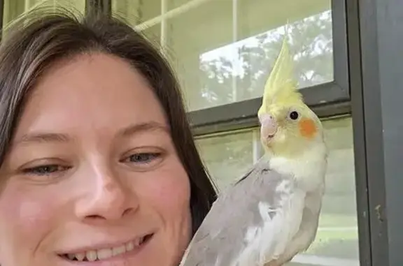 Species: Cockatiel 4 months old ​Appearance: Bright yellow head and prominent crest, vibrant orange cheek patches, with a light grey/cinnamon body and light yellow tail feathers. ​Size: Small bird, roughly 12 inches long from head to tail.