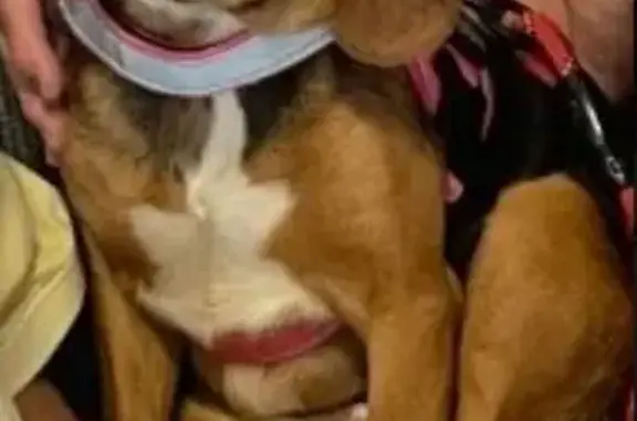 Lost dog - female, Willow Circle, 24289, Courtland, Courtland - brown and white beagle - photo
