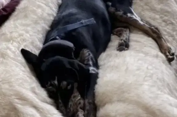 Lost dog, Holmes Gulch Road, Helena - female, blue and brown eyes - photo
