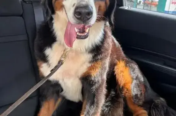 Perdido perro hembra en Reynosa, Tamaulipas, Mérida - Bernés de la Montaña tricolor - photo