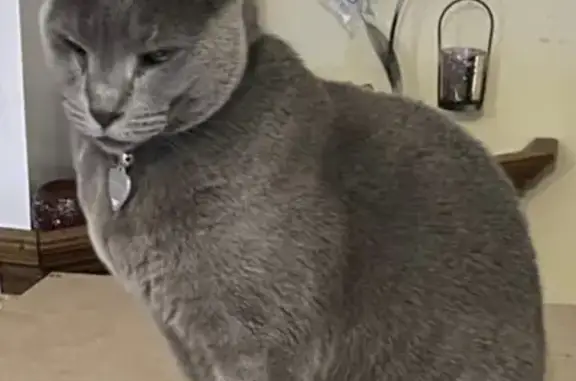 Lost pets Gosnells, photo: Lost cat female, Kiah Mews, Gosnells - pink collar, microchipped Russian Blue
