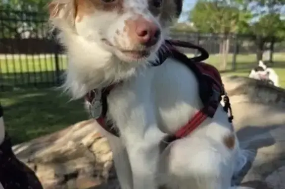 Lost dog, US Highway 80E, 3409, Mesquite, Lewisville - small, mostly white with orange ears - photo