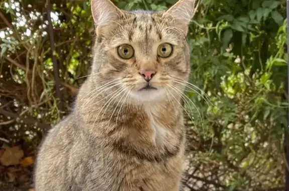 Lost cat, Andrew Street, Greater Geelong, Geelong — male neutered tabby - photo