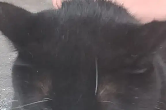 Lost pets Muskogee, photo: Lost cat, South Cherokee Street, 2412, Muskogee - female