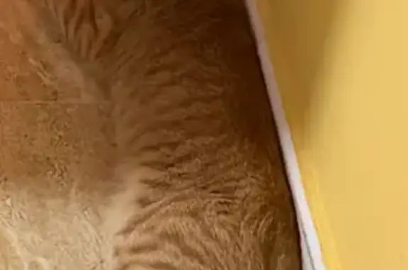 Animales perdidos Madrid, foto: Perdido gato macho europeo naranja, Calle Magnus Blikstad, 17, Gijón