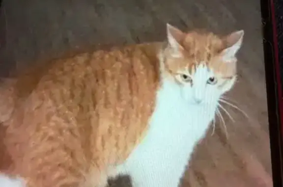 Chat perdu, Allée des Platanes, 24, Eysines - mâle, grand roux blanc castré, 8 ans - photo