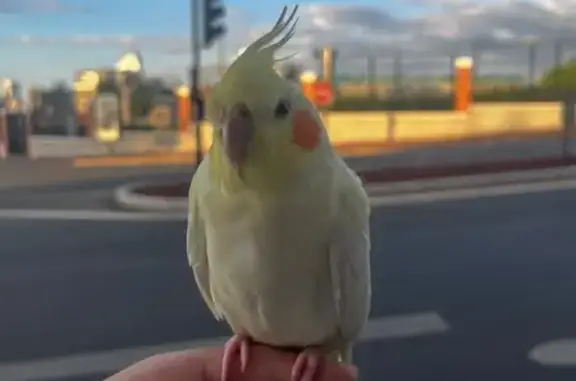 Animaux perdus Nanterre, photo: Perdue oiseau mâle, Avenue Georges Clemenceau, 160, Nanterre, Nanterre - répond à son nom