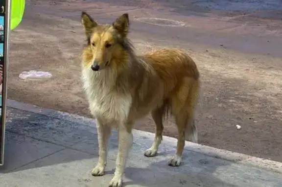 Encontrado perro, Avenida Sant...