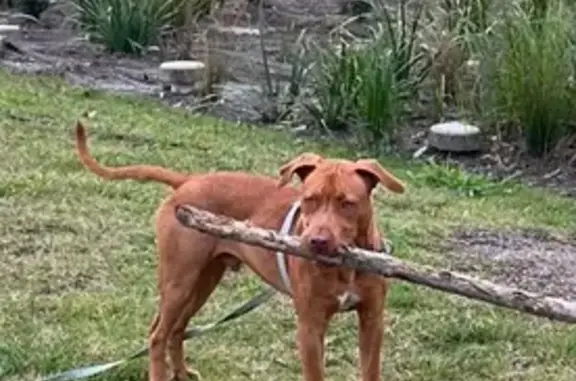 Lost dog, Sanno Road, City of Moreton Bay, Brisbane - male, shy, 6 months old - photo