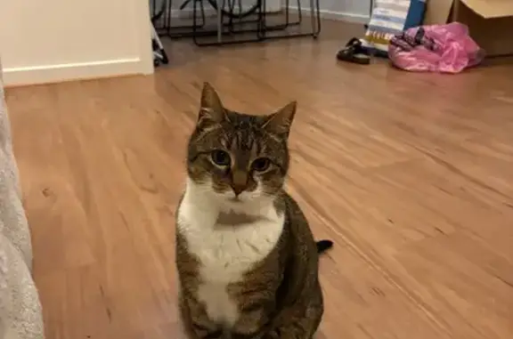 Lost pets Kew, photo: Lost cat, Eglinton Street, 148, Kew - female tabby, no collar
