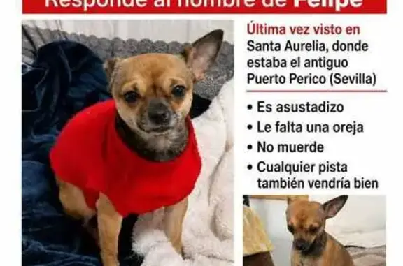Perro perdido macho, Calle del Motor, 7, Sevilla - pequeño y asustadizo - photo