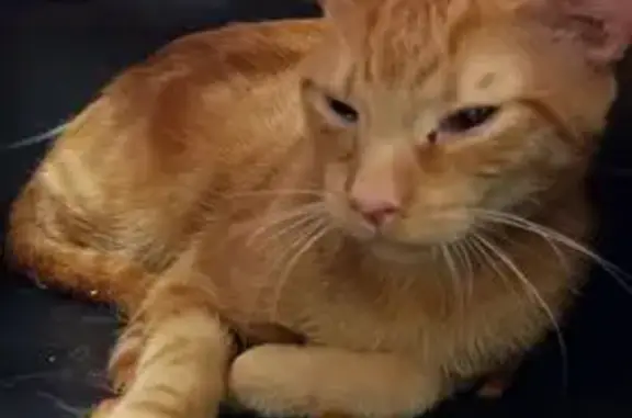 Un gato se ha colado hoy a las 07:15 en una vivienda. Consideramos que se ha escapado de una casa ya que era muy mimoso y se dejaba coger. Le llevamos al veterinario para la lectura del chip, pero no tenía. De todas formas consideramos oportuno colgar el anuncio ya que en la protectora sopesamos que fuese un gato doméstico que se ha escapado debido a su estado y comportamiento amigable con los humanos. En caso de ser vuestro gato, se encuentra en la protectora de animales de parla a la espera de ser recogido por su dueño. En el anuncio aparece el teléfono de la protectora.