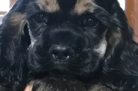 Lost dog, Pierce Street, 5984, Allendale Charter Township, Allendale - male, black with brown feet and eyebrows - photo