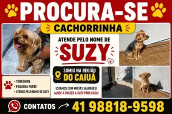 Perdido cachorro fêmea, Rua Reinaldo Strobel, 155 - photo