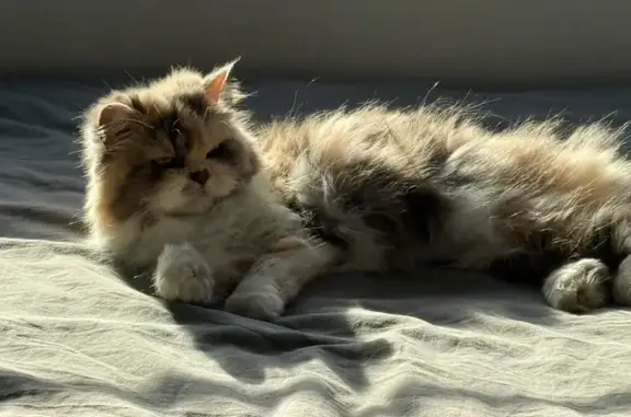 Perdido gato hembra, Calle Francisco Suárez, Guadalcacín, Jerez de la Frontera - pelo largo - photo