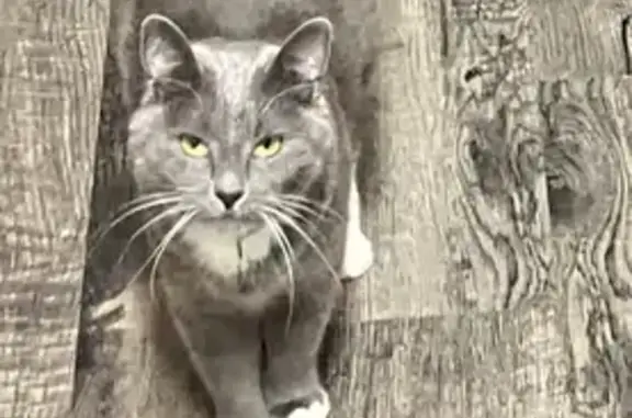 Lost cat, female, Paddy Hollow Road, 56, Claremont - gray with white paws and tail tip - photo