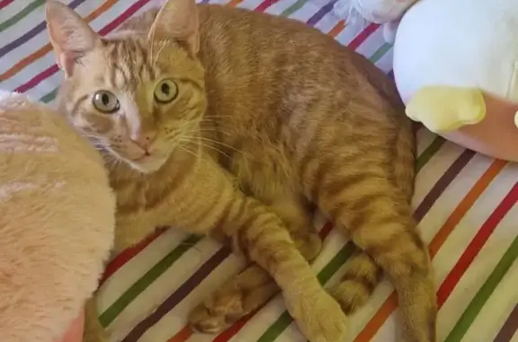 Gato encontrado Figueres, foto: Gato encontrado macho, Carrer del Pont, 21, Pont de Molins, Figueres, con chip