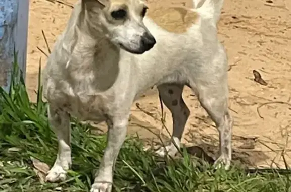 Perdido cachorro fêmea, H943+VC Campo Grande, MS, Brasil — branquinha e bem pequena - photo