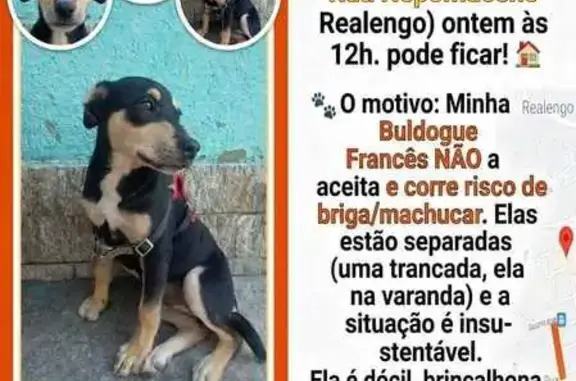Encontrado cachorro fêmea na R...