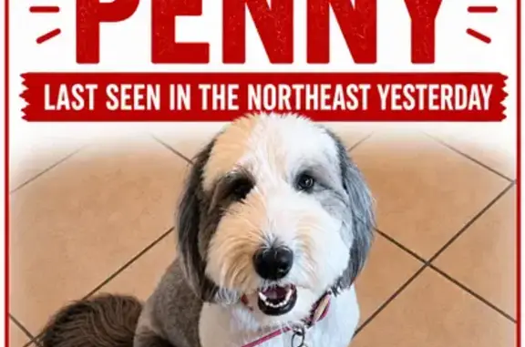Lost dog, Capella Avenue, 3500, El Paso - female with two black patches around her eyes - photo