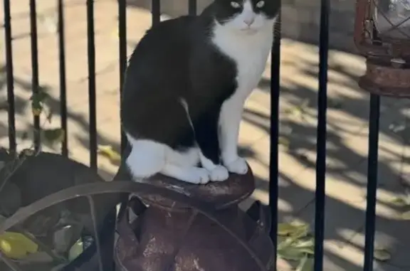 Lost cat, Phoenix Lake Road, 20983, Sonora - male, large short hair - photo