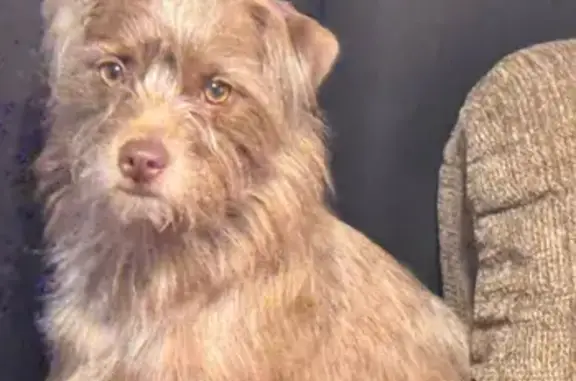 Lost dog, Canterbury Street, 931, Norman - photo