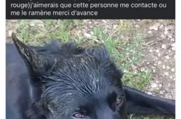 Chien perdu mâle, Kerambleis, Plomelin, Paris — collier cuir noir et rouge - photo