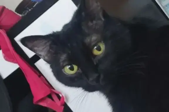 Chat disparu Fille, Athis-Mons (fl597185) - photo