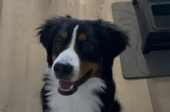 Lost dog, Lamar Street, 300, Roanoke - male, black with white paws and chest - photo