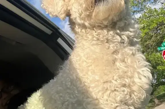 Lost dog, South 125th East Avenue, 2501, Tulsa, Corpus Christi - male, white and fluffy - photo
