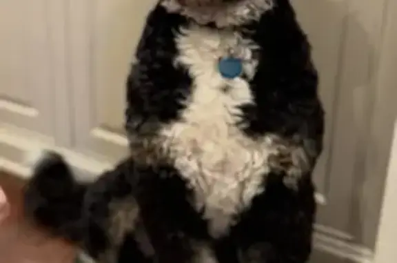 Missing dog Wichita Falls, photo: Lost dog, Robin Lane, Wichita Falls - male Bernedoodle wearing a green collar