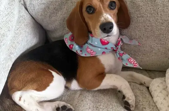 Lost dog, female, East Saint Francis Avenue, 1804, St. Francis - very timid, no collar - photo