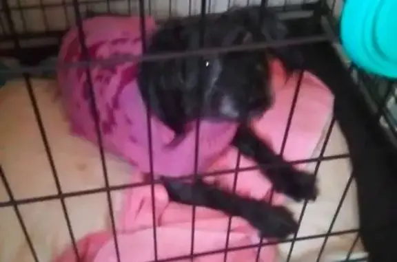 Lost dog, East 138th Street, 318A, New York, Edgewater - male, black, 4 years old - photo