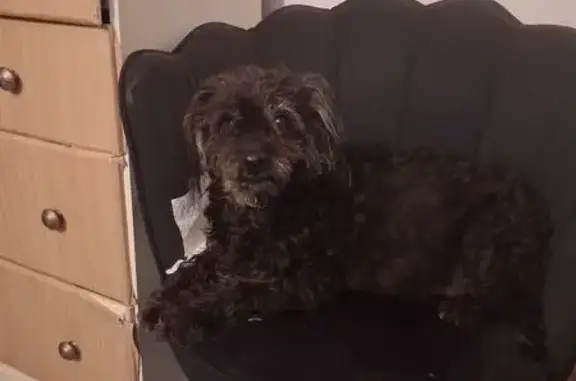 Lost dog, Alexander Avenue, 225, Edgewater — female, black, 4 years old - photo