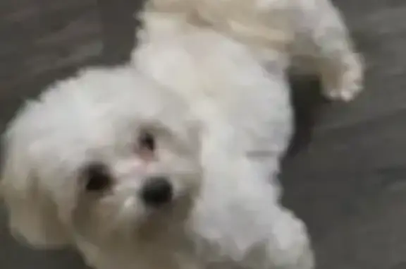 Lost dog, Sandwood Drive, 5133, Indianapolis - female - photo