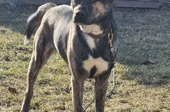 Lost dog, Markham, Illinois, Hickory Hills - male, dark brindle coat, blue and brown eyes - photo
